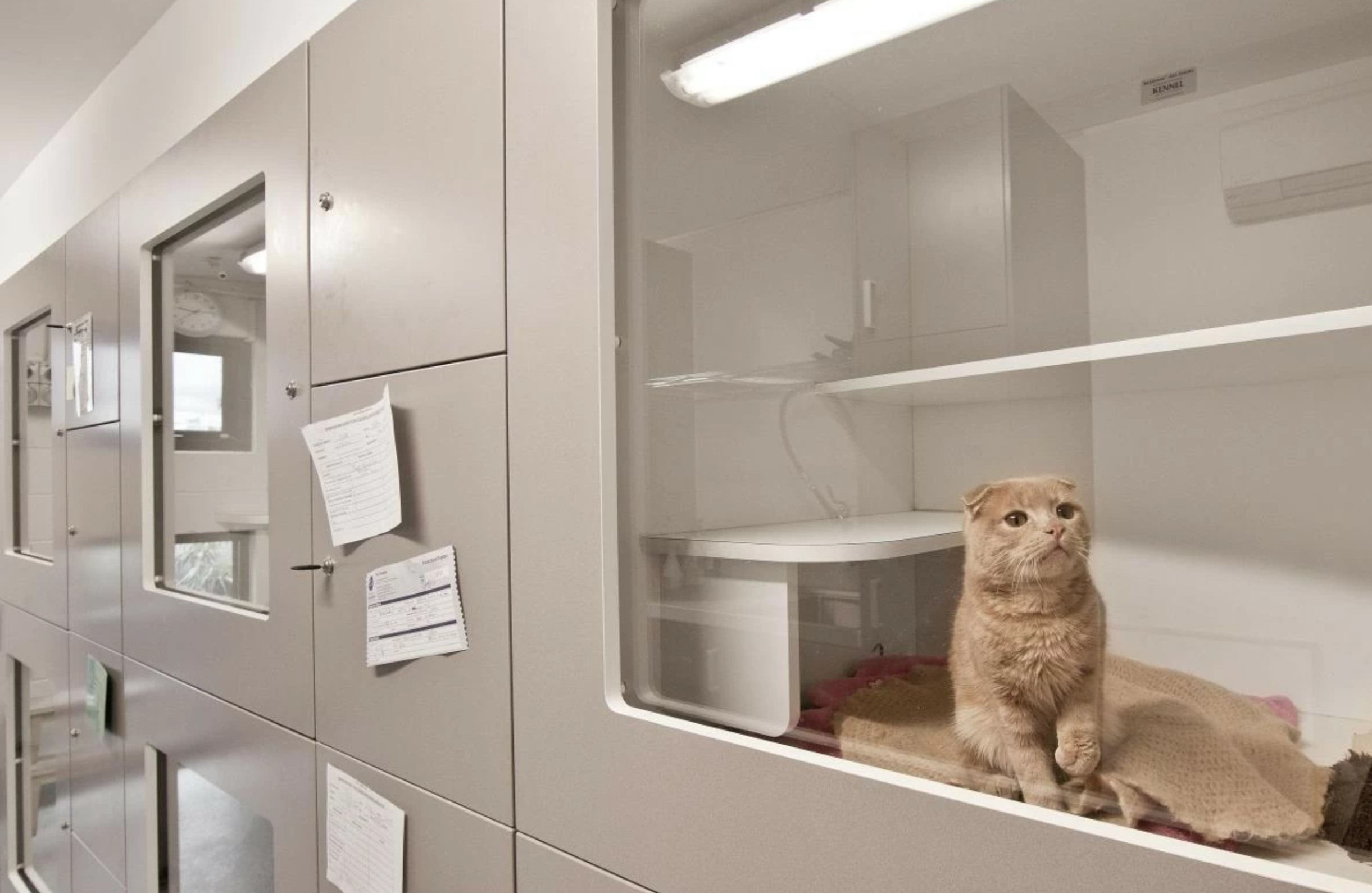 Vollumfängliche Services für Tiere